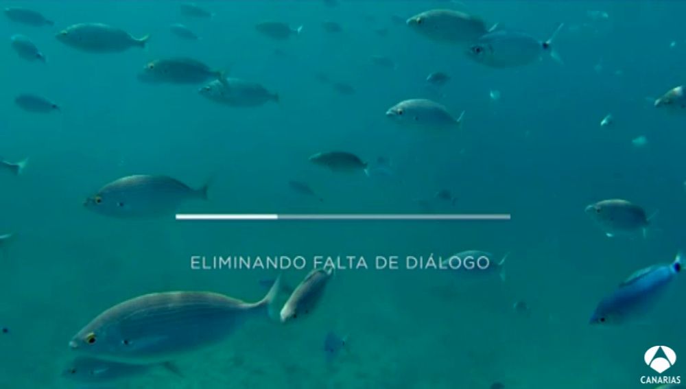 camap&ntilde;a