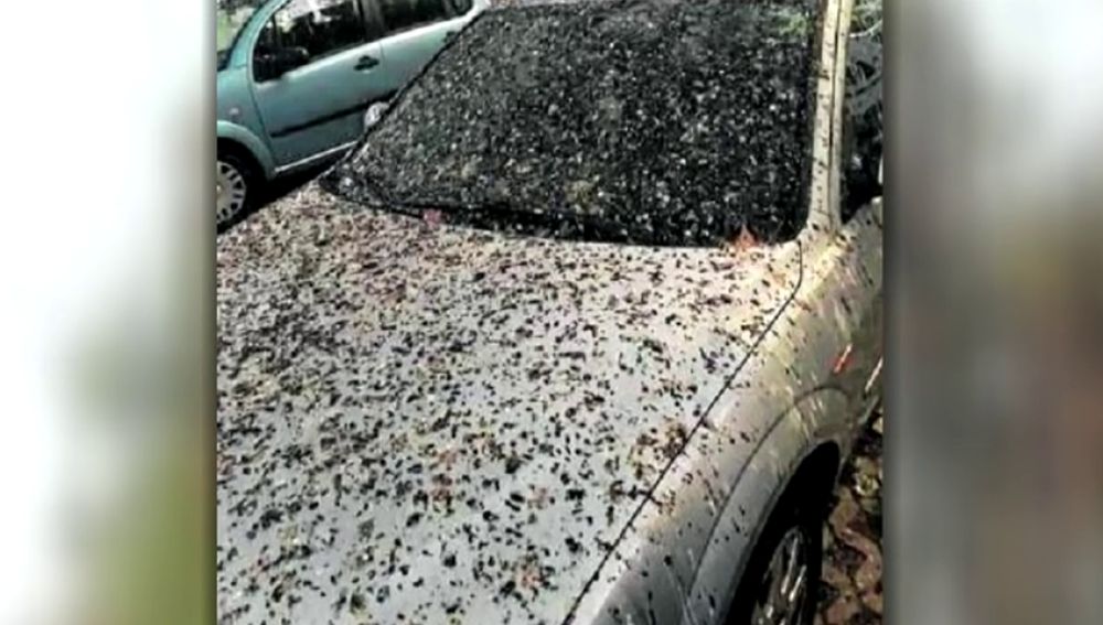 Vecinos de un barrio de Tarragona denuncian una avalancha de pájaros en el barrio: "Cada día hay que lavar el coche"