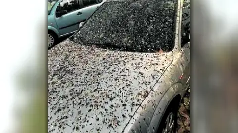 Vecinos de un barrio de Tarragona denuncian una avalancha de pájaros en el barrio: "Cada día hay que lavar el coche" Vecinos de un barrio de Tarragona denuncian una avalancha de pájaros en el barrio: "Cada día hay que lavar el coche"