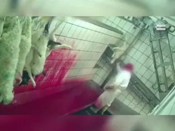 Abren un expediente por maltrato animal a un matadero de Riaza (Segovia) Abren un expediente por maltrato animal a un matadero de Riaza (Segovia)