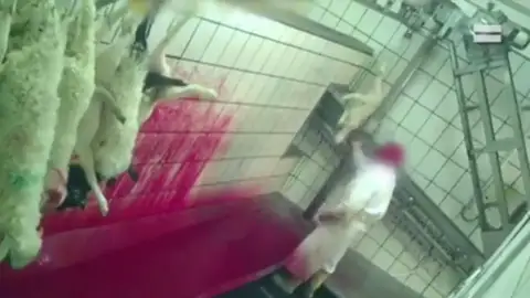 Abren un expediente por maltrato animal a un matadero de Riaza (Segovia) Abren un expediente por maltrato animal a un matadero de Riaza (Segovia)