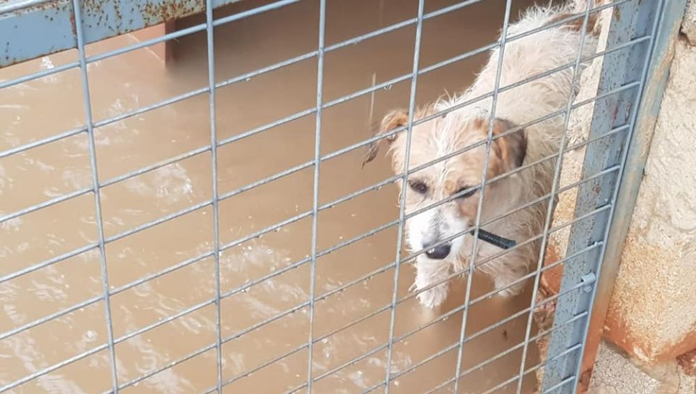 Uno de los perros del refugio