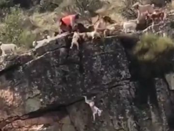 Fotograma del vídeo en que se observa como varios perros caen al vacío intentando cazar un ciervo