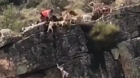 Fotograma del vídeo en que se observa como varios perros caen al vacío intentando cazar un ciervo Jornada cinegética