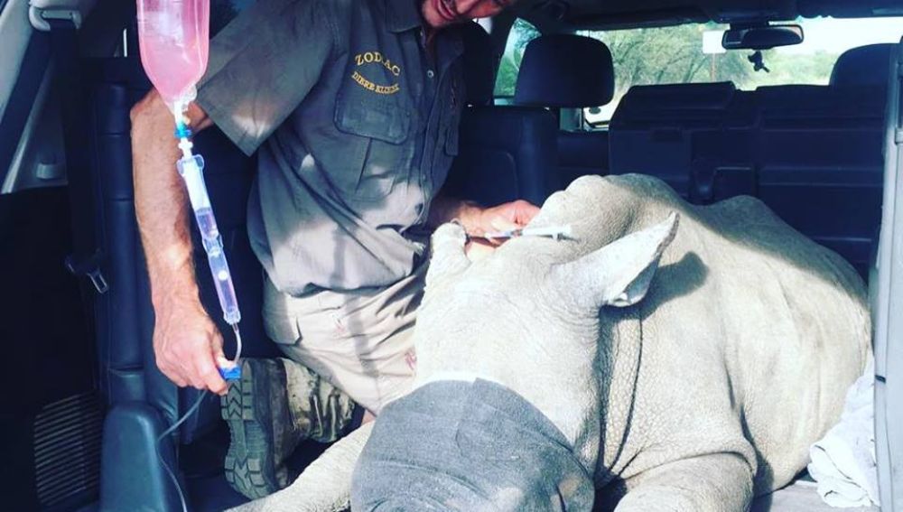David, el rinoceronte salvado en Sudáfrica