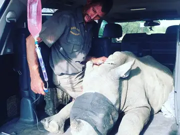 David, el rinoceronte salvado en Sudáfrica David, el rinoceronte salvado en Sudáfrica
