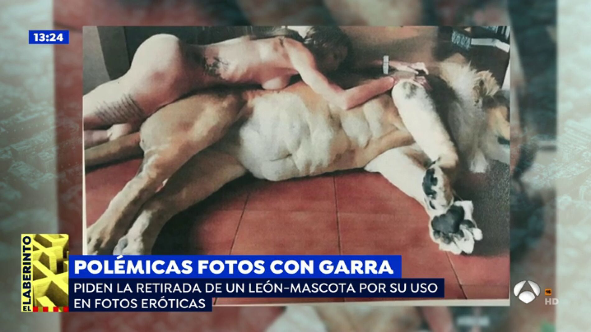 Intentan retirar el le&oacute;n-mascota a una pareja por su uso en fotos er&oacute;ticas: "Vivimos en pelotas y nos encanta"