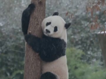 El panda gigante del zoológico de Washington disfruta de la primera nevada