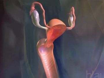 cervix