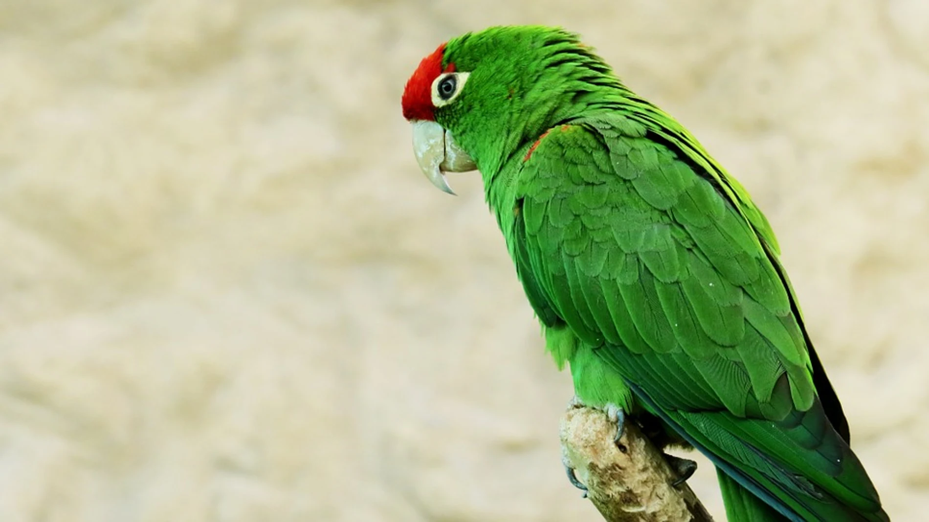 Loro Loro