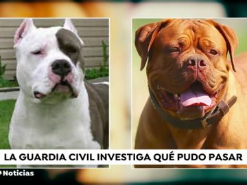 La principal hipótesis sobre el ataque mortal de varios perros a sus dueñas es que tenían fijación con ellas por tenerlos encerrados