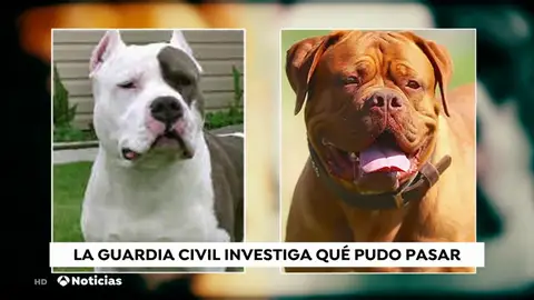 La principal hipótesis sobre el ataque mortal de varios perros a sus dueñas es que tenían fijación con ellas por tenerlos encerrados La principal hipótesis sobre el ataque mortal de varios perros a sus dueñas es que tenían fijación con ellas por tenerlos encerrados