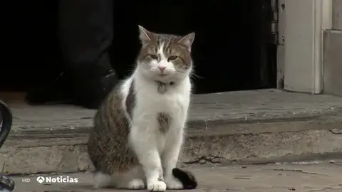 gato gato