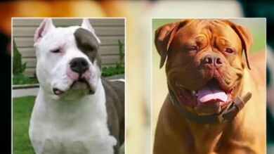 Sacrifican a los perros que mataron a sus dueñas en Madrid por agresividad y falta de vacunas