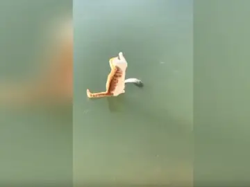 El divertido momento en el que un gato intenta apresar a un pez El divertido momento en el que un gato intenta apresar a un pez
