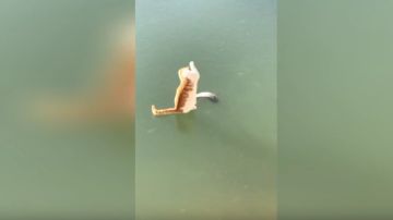 El divertido momento en el que un gato intenta apresar a un pez