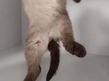 El gato agredido por un pastor alemán El gato agredido por un pastor alemán