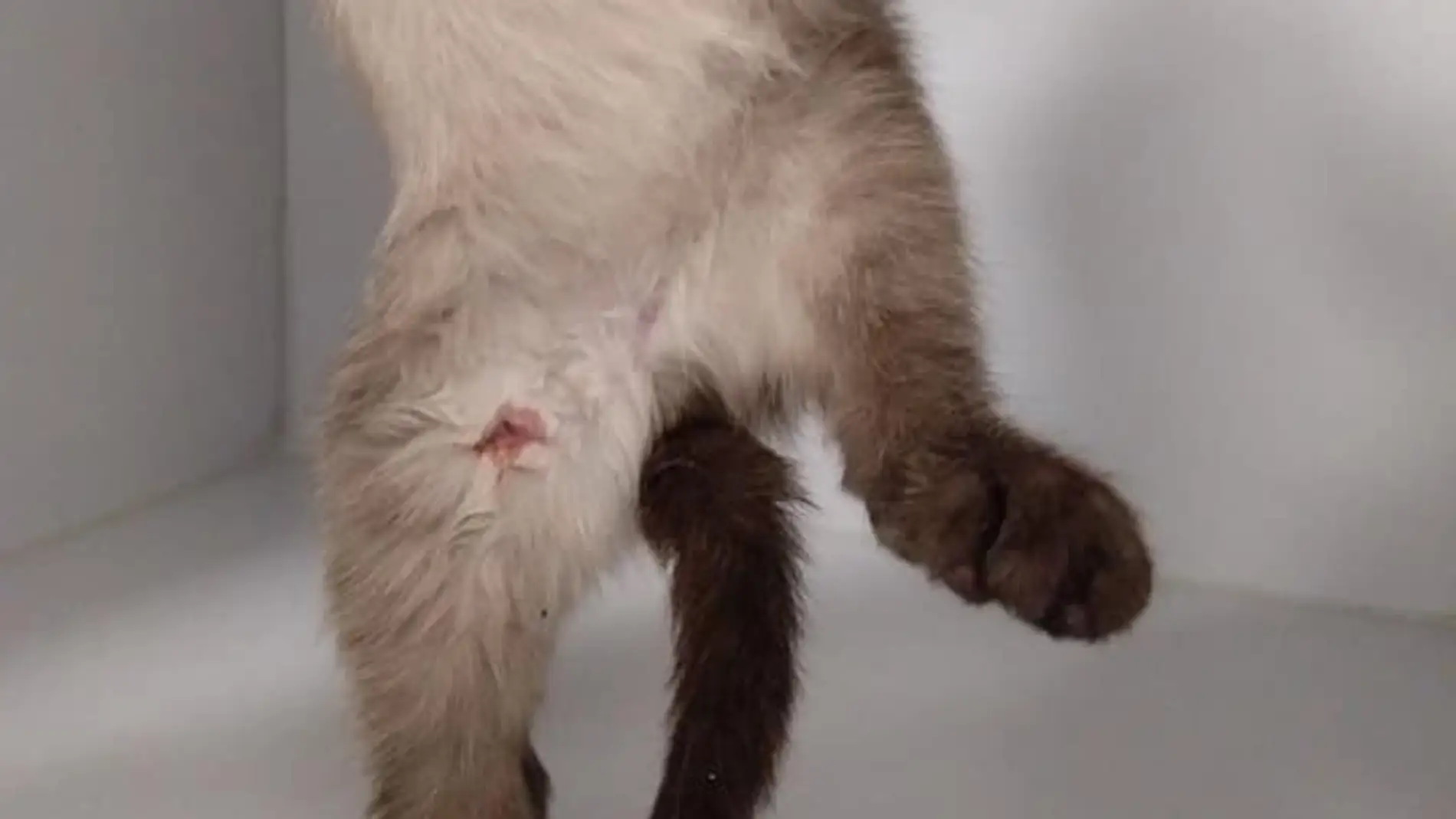 El gato agredido por un pastor alemán El gato agredido por un pastor alemán