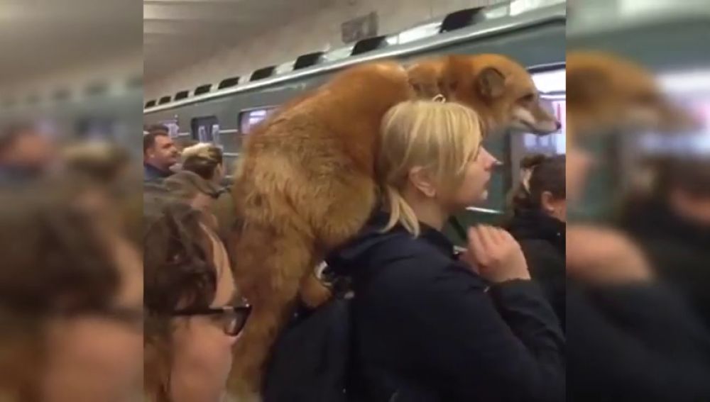 Una mujer carga con un zorro sobre los hombros por el metro de Moscú 