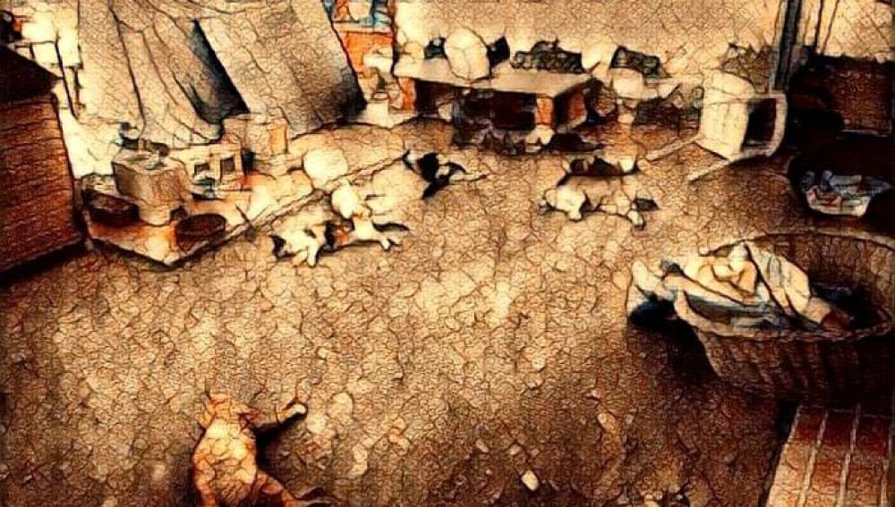 Los gatos que aparecieron muertos