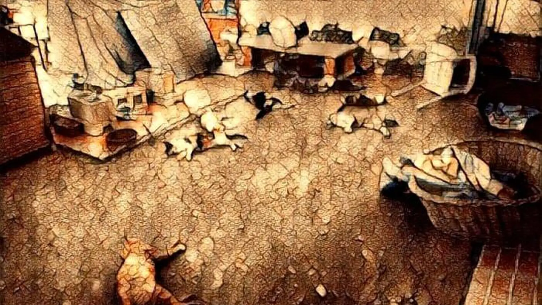 Los gatos que aparecieron muertos Los gatos que aparecieron muertos