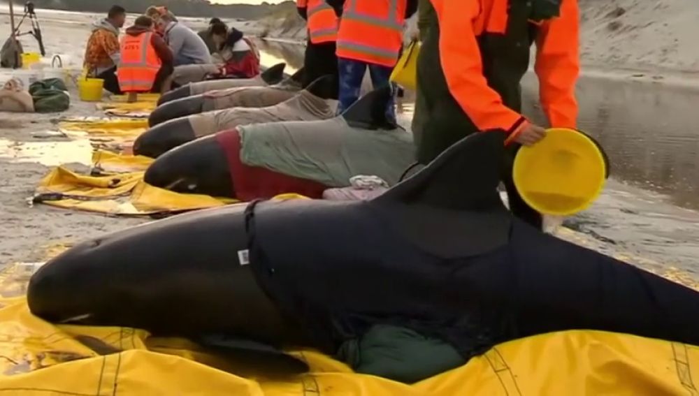 Devuelven al océano seis ballenas varadas en Nueva Zelanda