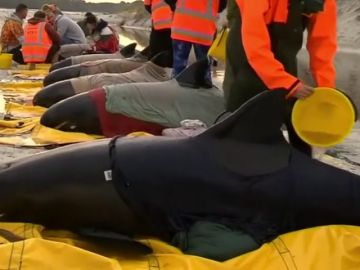 Devuelven al océano seis ballenas varadas en Nueva Zelanda
