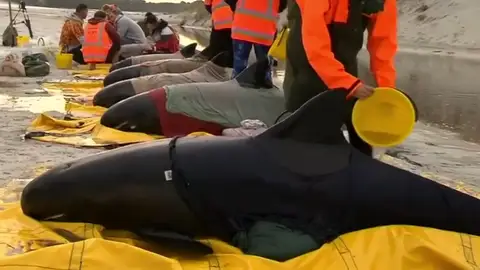 Devuelven al océano seis ballenas varadas en Nueva Zelanda Devuelven al océano seis ballenas varadas en Nueva Zelanda