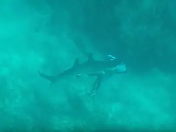 Un tiburón muerde la cabeza a un pescador Un tiburón muerde la cabeza a un pescador
