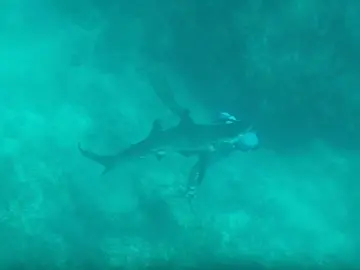 Un tiburón muerde la cabeza a un pescador Un tiburón muerde la cabeza a un pescador