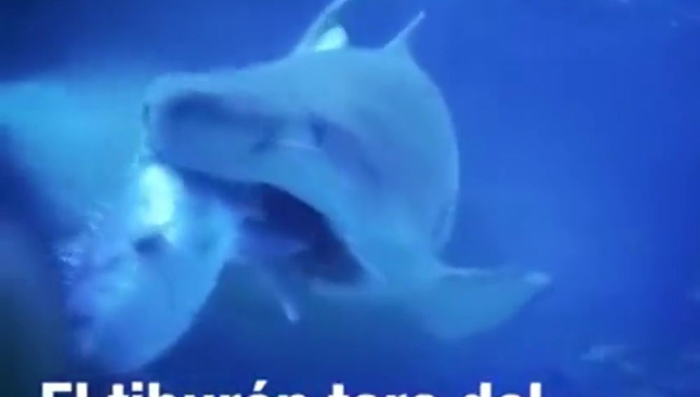 Gastón, el tiburón toro del Acuario de Finisterre, ataca y devora un pargo de 9 kilos