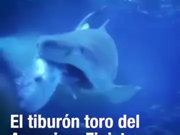 Gastón, el tiburón toro del Acuario de Finisterre, ataca y devora un pargo de 9 kilos Gastón, el tiburón toro del Acuario de Finisterre, ataca y devora un pargo de 9 kilos