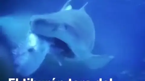 Gastón, el tiburón toro del Acuario de Finisterre, ataca y devora un pargo de 9 kilos Gastón, el tiburón toro del Acuario de Finisterre, ataca y devora un pargo de 9 kilos