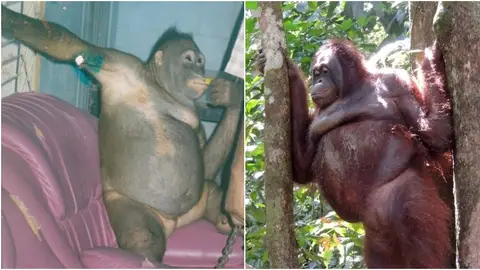 La orangutana Pony La orangutana Pony