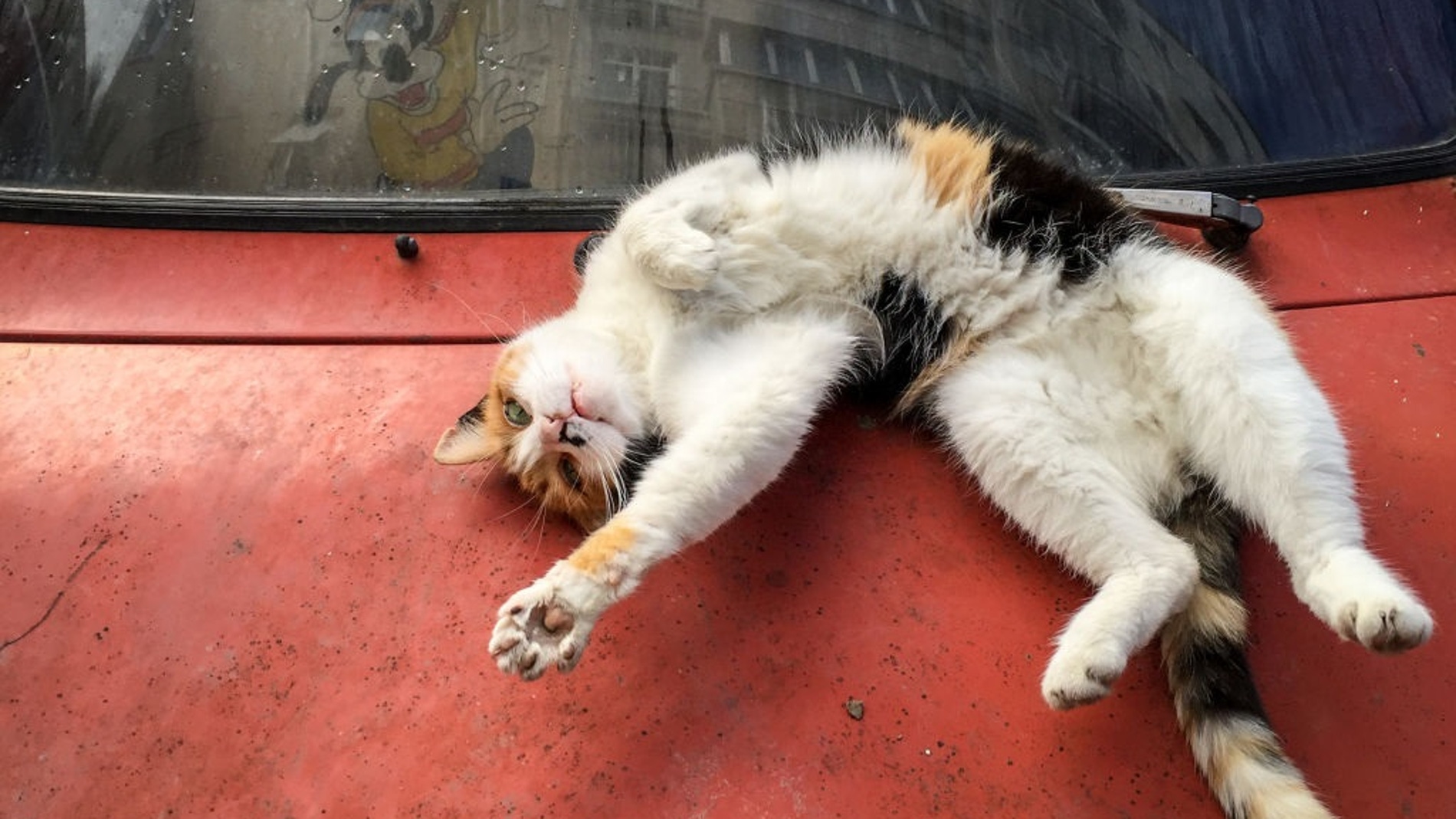 Un gato juega sobre un vehículo abandonado