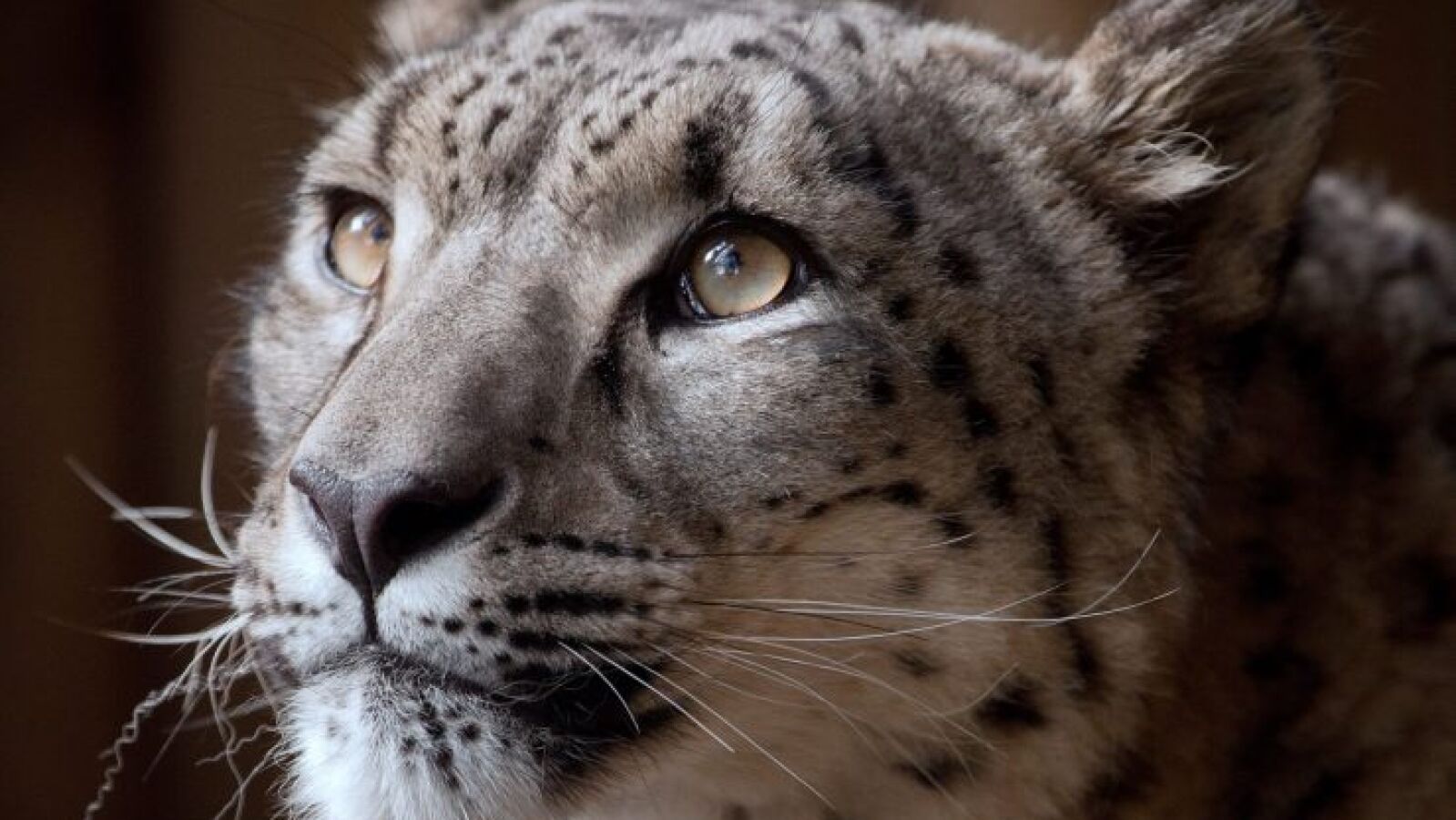 ¿Le puedes ver? La imagen de un leopardo de las nieves camuflado que está dando la vuelta al mundo