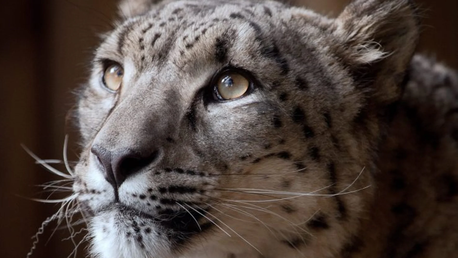 Imagen del leopardo Margaash difundida por el zoo de Dudley. Imagen del leopardo Margaash difundida por el zoo de Dudley.