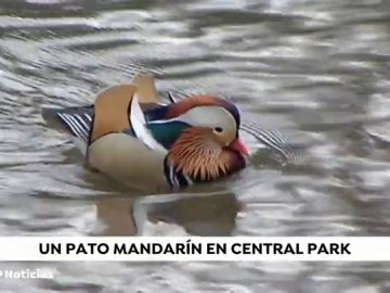 Aparece un pato mandarín en Central Park y nadie sabe de dónde ha salido