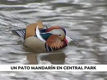 Aparece un pato mandarín en Central Park y nadie sabe de dónde ha salido Aparece un pato mandarín en Central Park y nadie sabe de dónde ha salido