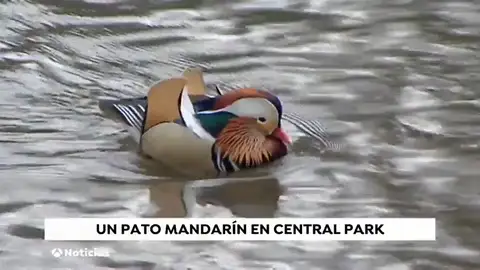 Aparece un pato mandarín en Central Park y nadie sabe de dónde ha salido Aparece un pato mandarín en Central Park y nadie sabe de dónde ha salido