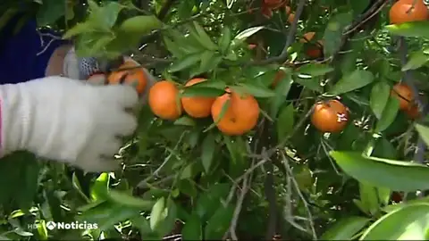 Mandarinas Mandarinas
