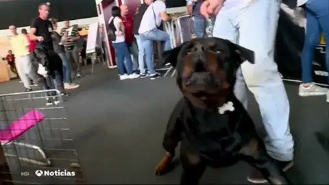 Una exposición da las claves para saber cómo tratar a los perros peligrosos Una exposición da las claves para saber cómo tratar a los perros peligrosos