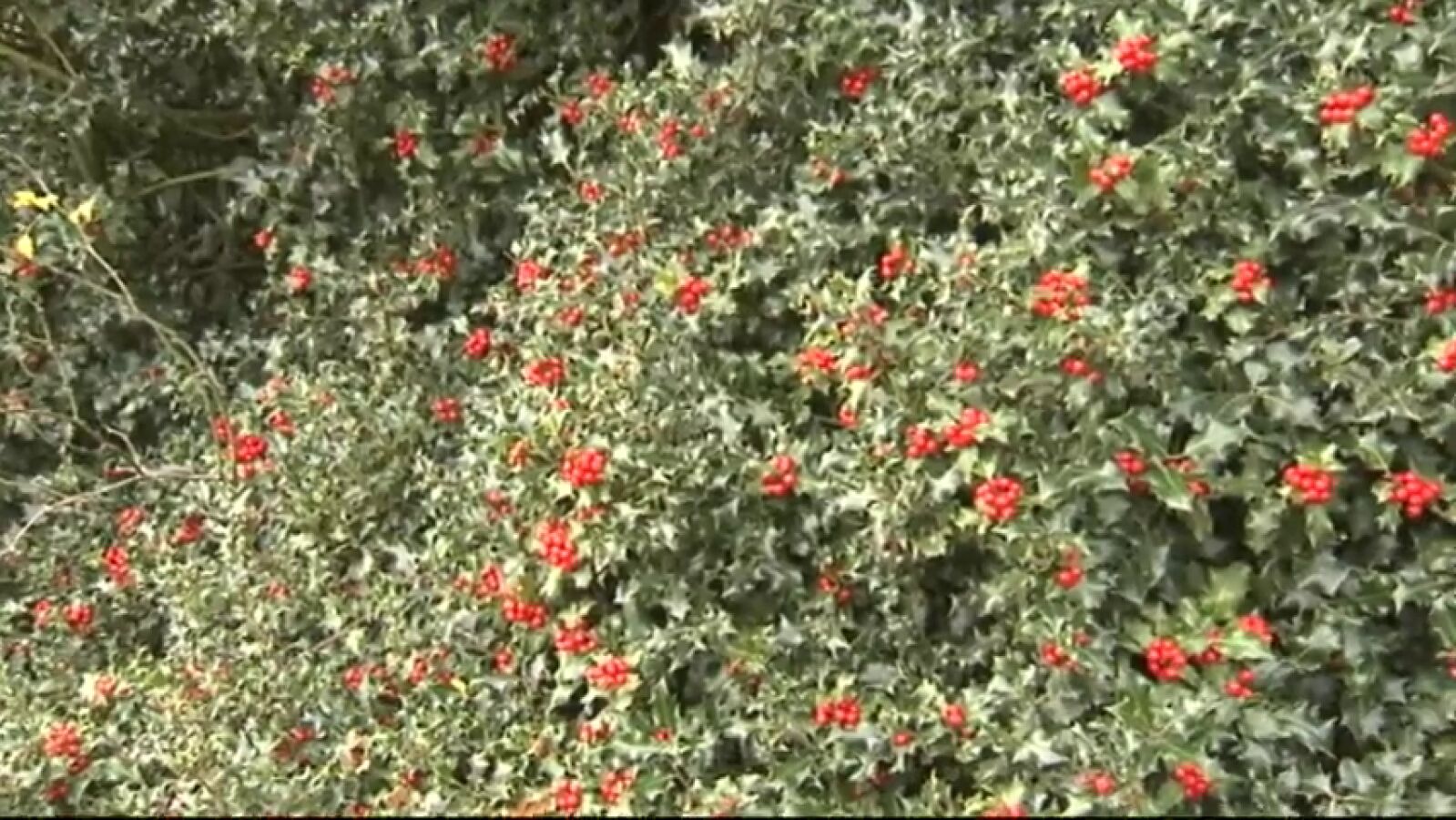 Soria alberga el mayor acebal de Europa meridional 