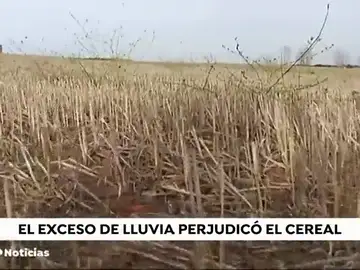 La sequía complica la cosecha del cereal La sequía complica la cosecha del cereal
