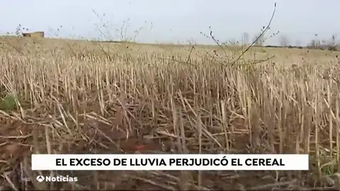 La sequía complica la cosecha del cereal La sequía complica la cosecha del cereal