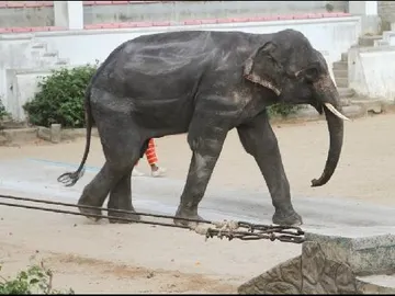 El elefante del zoo tailandés El elefante del zoo tailandés