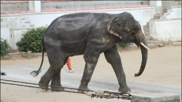 El elefante del zoo tailandés