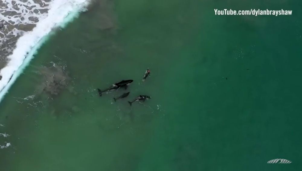 La impresionante imagen de una nadadora entre orcas en aguas abiertas