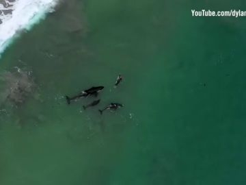 La impresionante imagen de una nadadora entre orcas en aguas abiertas