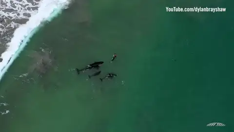 La impresionante imagen de una nadadora entre orcas en aguas abiertas La impresionante imagen de una nadadora entre orcas en aguas abiertas